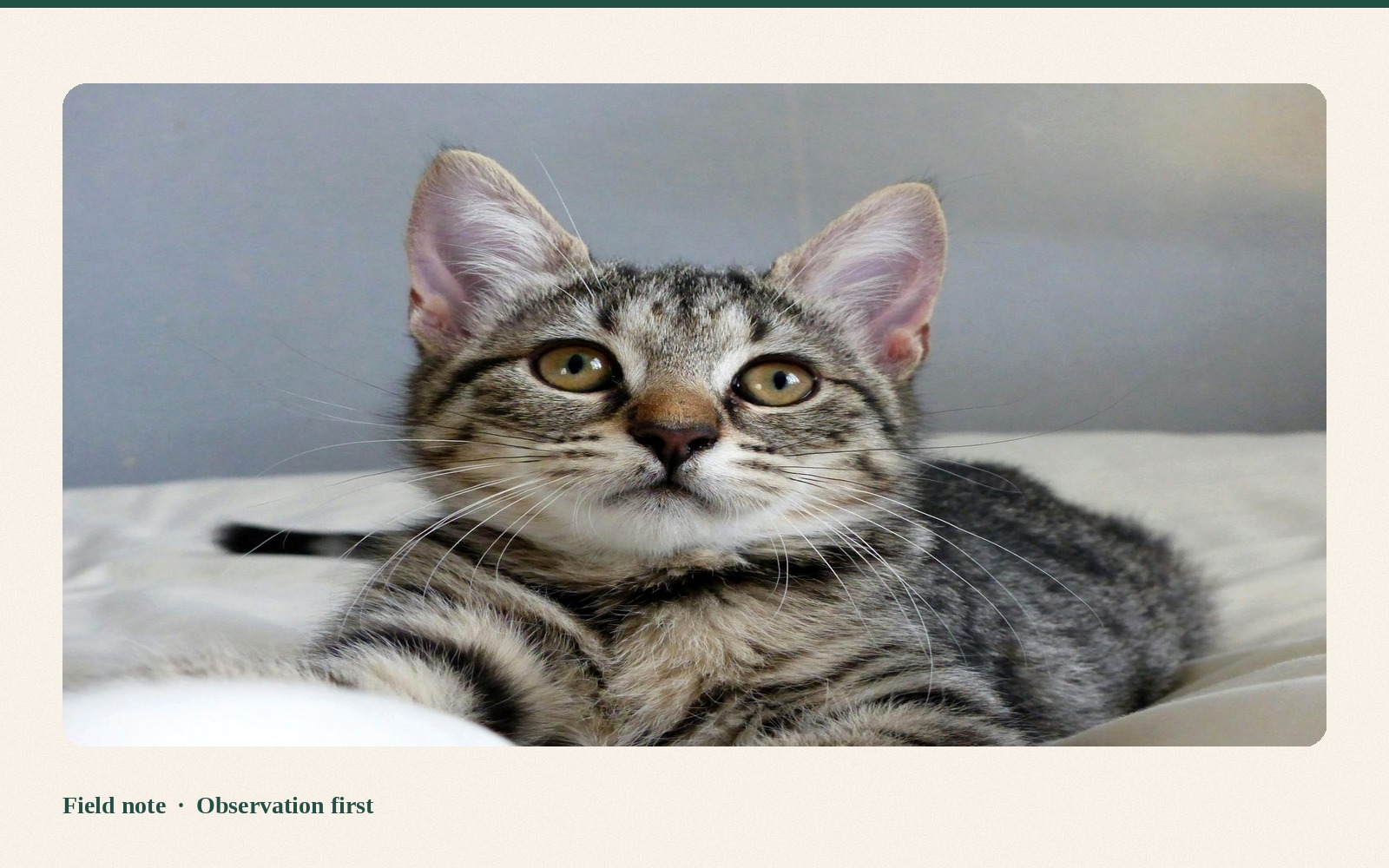 Silver tabby observed in quiet light