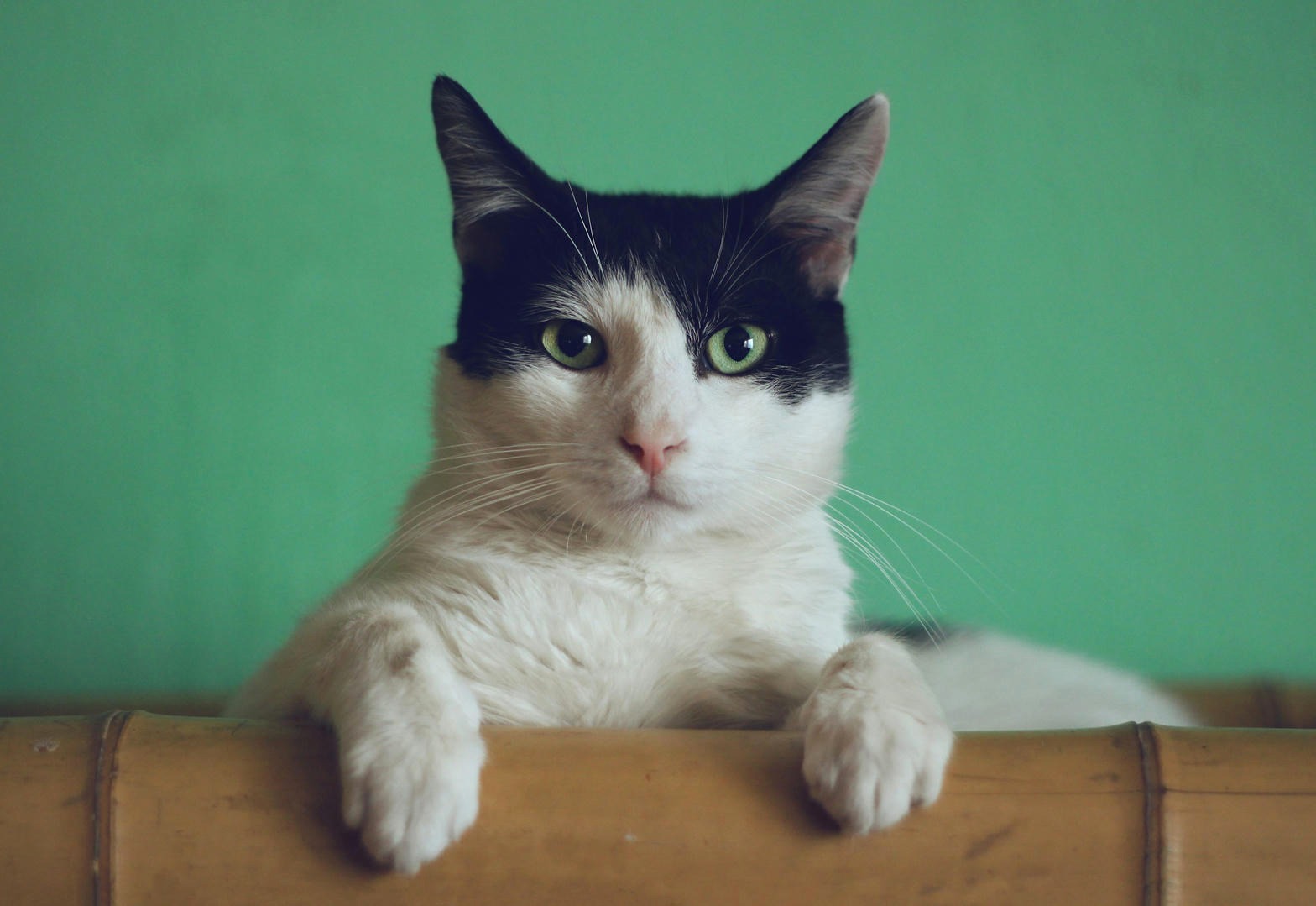 A tuxedo cat looking toward the camera